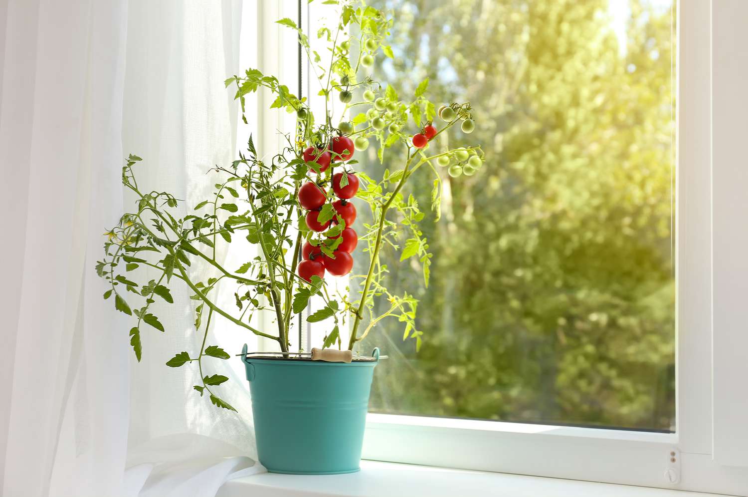 can-you-grow-tomatoes-indoors.jpg